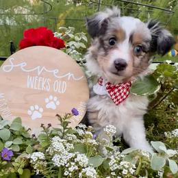 SOPHIE - female Sporty Mix puppy in Livonia, Michigan from M7’s Shelties, Toonies & AussieDoodles
