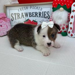 Meadow - Sable and white female American Corgi puppy in Waskom, Texas from Piney Woods Corgis