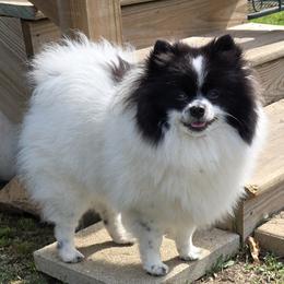 Gabby - Pomeranian