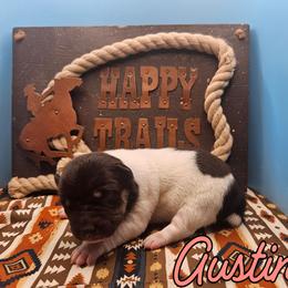 Austin - White black and tan female Rat Terrier puppy in Lynn, Alabama from Cryptic Rat Terriers