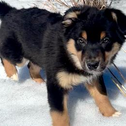 Yang - Black tri-color male Australian Shepherd puppy in Marshfield, Vermont from Discovery Hill Australian Shepherds