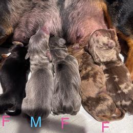 Chocolate Dapple - Dapple male Dachshund puppy in North Auburn, California from Northern Doxie