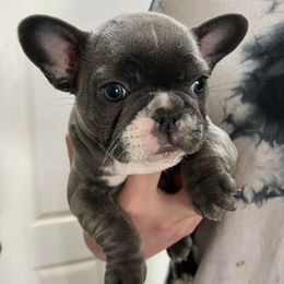 French Bulldogs from Michelle's French Bulldogs