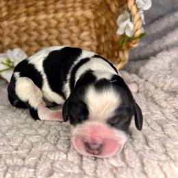 Screech - Black and white male English Springer Spaniel puppy in Swainsboro, Georgia from Sweet Georgia Springers
