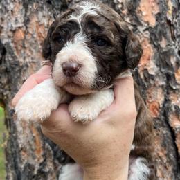 Parsley - Brown and white female Aussiedoodle puppy in Clarkston, Washington from Doodle & Poodle Palace