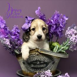Dachshund Puppies from Legacy Lane Dachshunds
