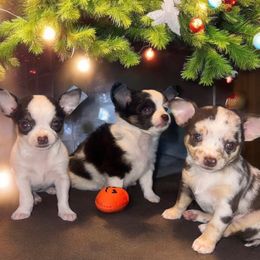 Chihuahua Puppies from Sasha’s Elite Kennel LLC