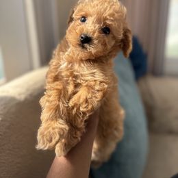 Aria - Red  female Poodle puppy in Kissimmee, Florida from Unique Poodles