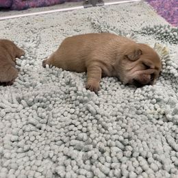 Girl 1 - Fawn French Bulldog puppy in Roanoke Rapids, North Carolina from Ferrell’s Frenchies