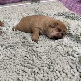 Girl 1 - Fawn French Bulldog puppy in Roanoke Rapids, North Carolina from Ferrell’s Frenchies