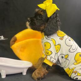 Pinky - Phantom female Goldendoodle puppy in Boaz, Alabama from Doodles All Day