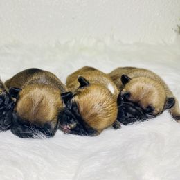 French Bulldog Puppies from Frenchie Paws