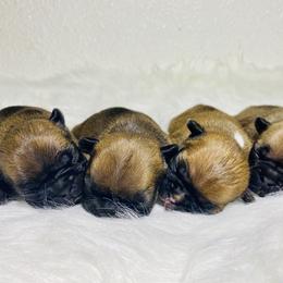 French Bulldog Puppies from Frenchie Paws