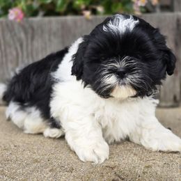 Ace - Black and white male Shih Tzu puppy in Mountain Grove, Missouri from Precious Puppies