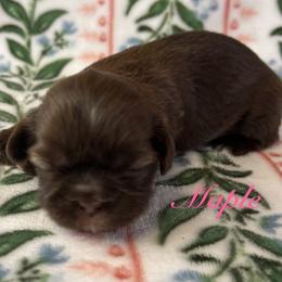 Maple - Red and white female Shih Tzu puppy in Hemet, California from Aloha Shih Tzu