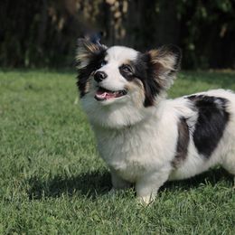 Cruella - American Corgi