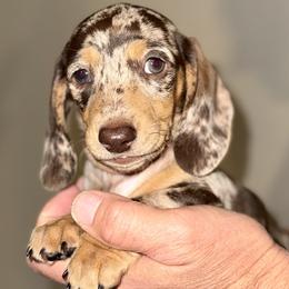 Girl 3 - Dapple female Dachshund puppy in Fredonia, Arizona from Desert Horizon Dachshunds