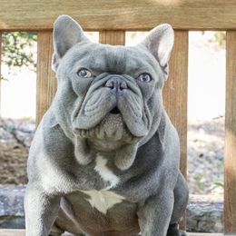 Epic - French Bulldog