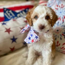 Tansy - Red phantom female Aussiedoodle puppy in St George, Utah from Peachydoodlepups