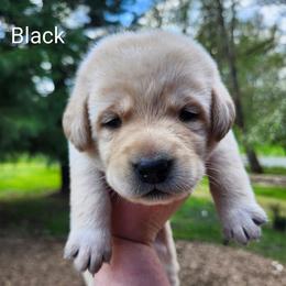 Black collar - Yellow male Labrador Retriever puppy in Mossyrock, Washington from White River Labradors