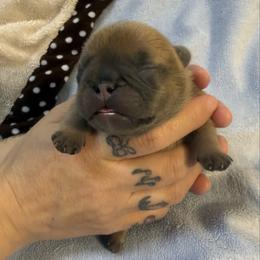 Girl 3 - White female French Bulldog puppy in Spanaway, Washington from Frog Faced Frenchies