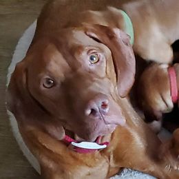 Annie - Vizsla