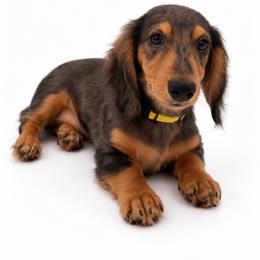 Stuart - Dapple male Dachshund puppy in Illinois from William Rotsaert