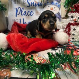 Chevy - Black and tan male Dachshund puppy in San Rafael, California from Alexandra's Mini Doxies