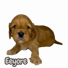 Eeyore - Caramel red male Australian Labradoodle puppy in Upland, California from Kings Labradoodles