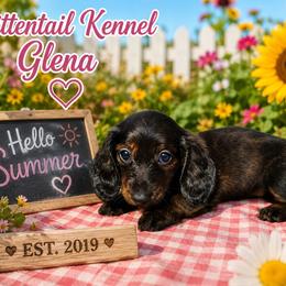 Glena - Brindle female Dachshund puppy in Hudson, Michigan from Mittentail Kennel Miniature Dachshunds & Australian Shepherds