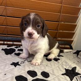 Noelle - Chocolate and cream male Dachshund puppy in Pearland, Texas from Texas Dachshund Dreams