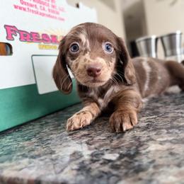 (TINY) Blue Eyes Chocolate Dapple Male - Dapple male Dachshund puppy in Horizon City, Texas from Micah's Minis