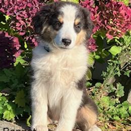 Miniature Australian Shepherd Puppies from Wren’s Nest Farm