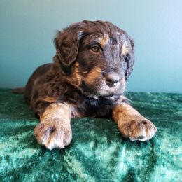 Bernedoodle Puppies from Badlands Bernedoodles