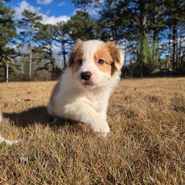 Rusty - Sable male Border Collie puppy in Piedmont, South Carolina from Soaring Borders Border Collies