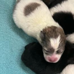 Sookie - Blue merle female Pomeranian puppy in Arizona from Ma Petite Amore Pomeranians