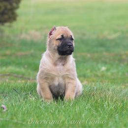 BOONE - Fawn male Cane Corso puppy in Cable, Ohio from Americana Cane Corso