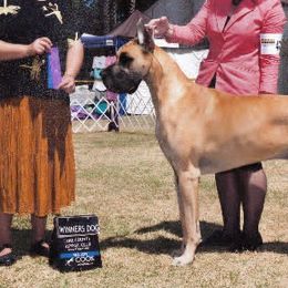 Australian Shepherds and Great Danes from Winners Circle Kennel