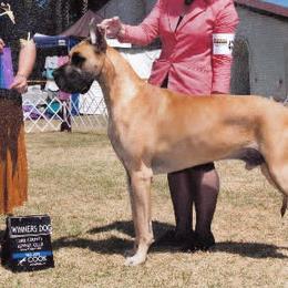 Australian Shepherds and Great Danes from Winners Circle Kennel