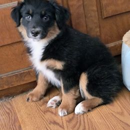 Raisen - Black tri female Miniature American Shepherd puppy in Goldendale, Washington from Amulet Charm