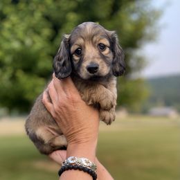Dachshund Puppies from Faith Ann's Dachshunds
