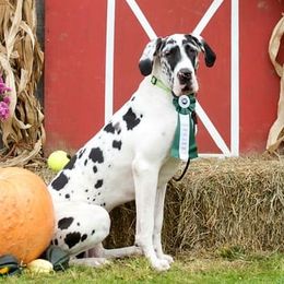 Great Danes from WYSIWYG Great Danes