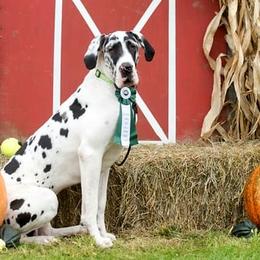 Great Danes from WYSIWYG Great Danes