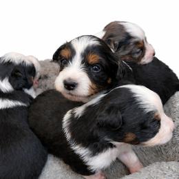 Toy Australian Shepherd Puppies from Itty Bitty Aussies