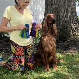 Celine - Irish Setter