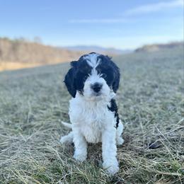 Samson - Black and white male Cavapoo puppy in Natural Bridge, Virginia from Rockbridge Puppies