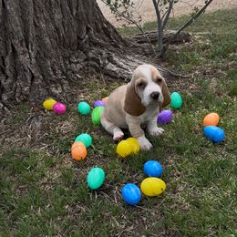 Girl 1 - Lemon and white Basset Hound puppy in Panhandle, Texas from TNT Bassets