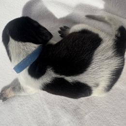River - Blue ticked and tan male Bluetick Coonhound puppy in Mount Pleasant, Texas from Harmons Hounds