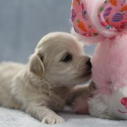Petal - White female Maltipoo puppy in Springtown, Texas from North Texas Puppies