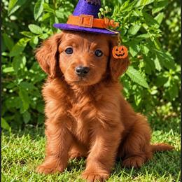 Yellow - Red  female Goldendoodle puppy in Tucson, Arizona from Adored Poodle & Doodles
